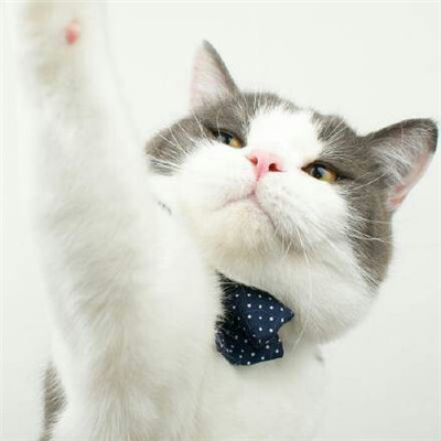 猫咪情侣头像一左一右！20张高清可爱的配对头像合集