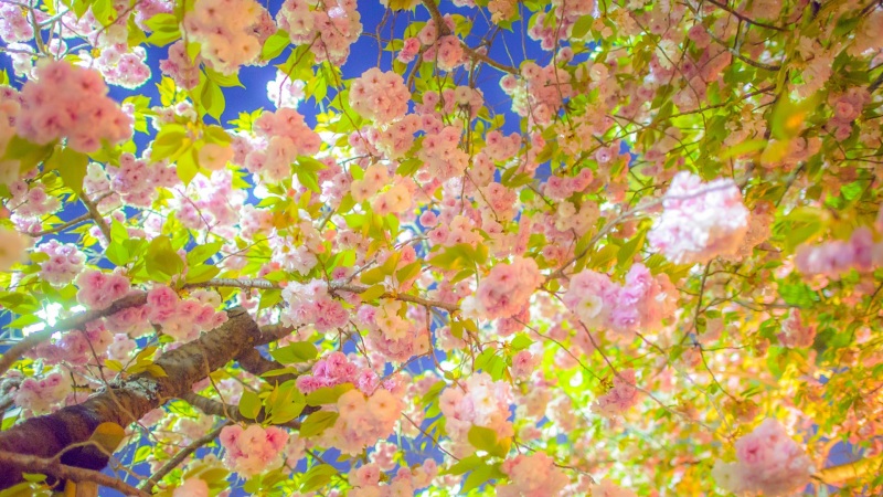 春日园林粉色花景电脑壁纸