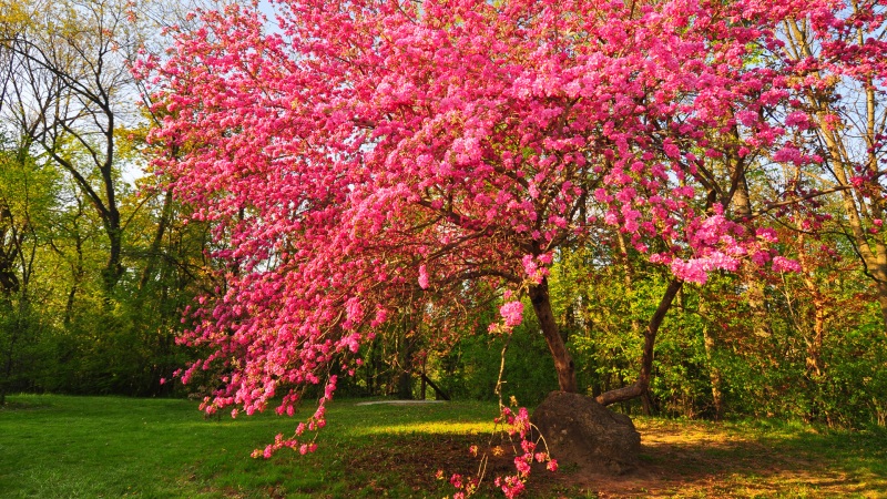 春日公园粉花树风景壁纸