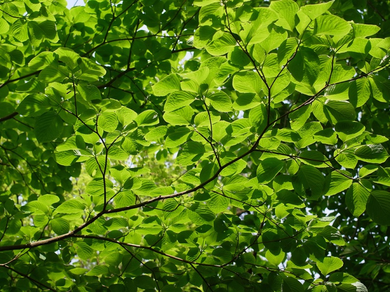 夏天护眼绿植电脑壁纸！树枝树叶风景桌面图上新