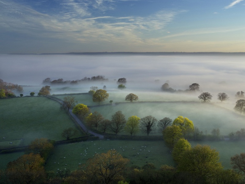 雾中牧场绵羊的治愈风景电脑壁纸