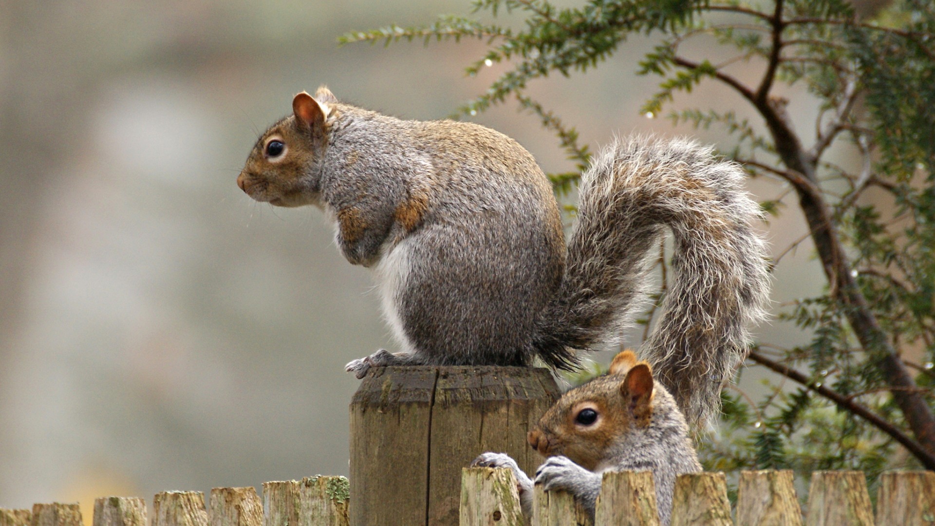 超萌两只松鼠配围栏！软乎乎表情超适合当电脑壁纸
