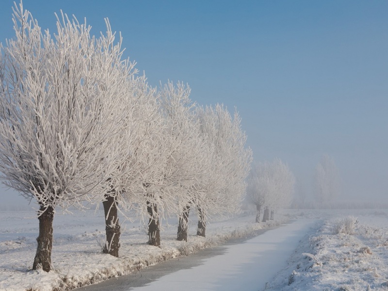冬天树挂霜雪的自然宽屏壁纸来啦