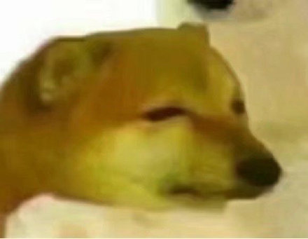 火出圈的柴犬Cheems表情包合集来啦