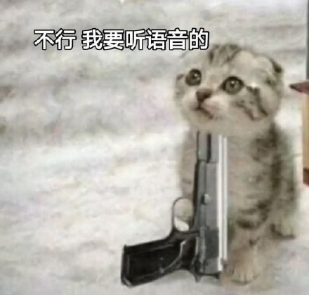 猫咪表情包合集 | 快跟我说我爱你