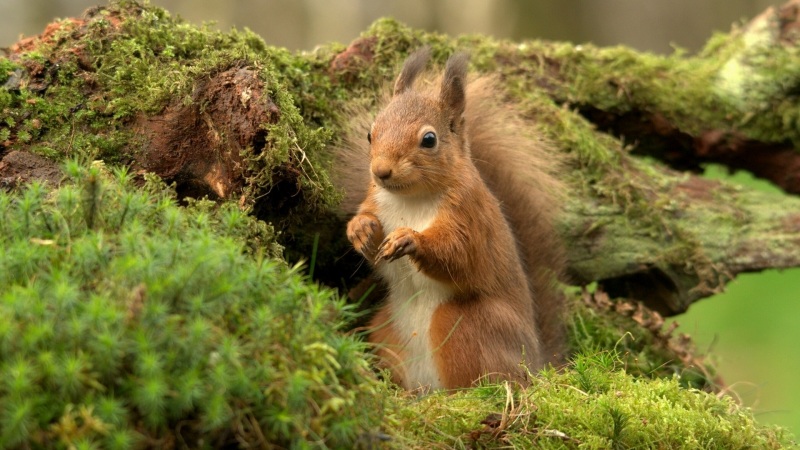 松鼠苔藓自然电脑壁纸_高清动物桌面壁纸
