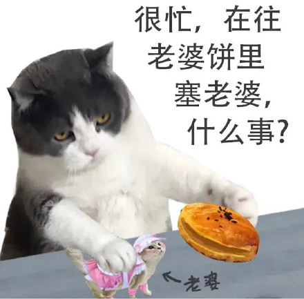 这套猫猫很忙表情包，梗点笑到打鸣