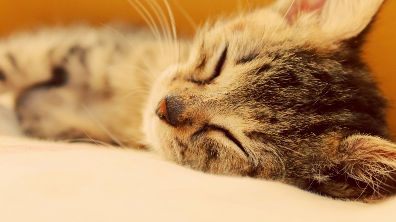 软乎乎打瞌睡的小猫！这款电脑桌面壁纸太治愈了