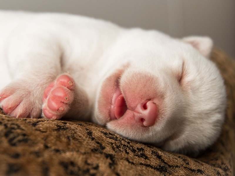 软乎乎睡觉的小狗高清壁纸来啦