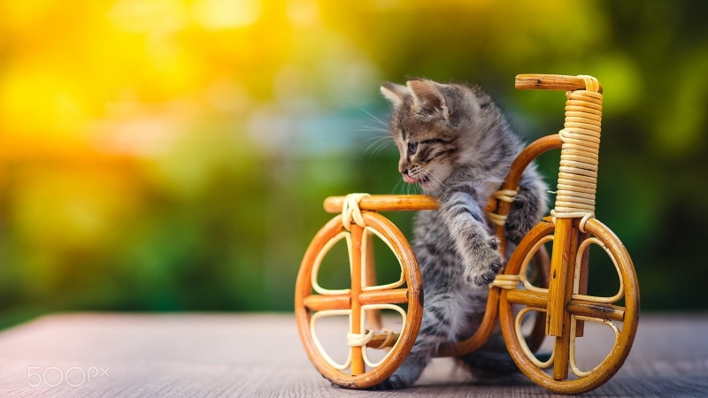带自行车玩具的小猫电脑桌面壁纸 高清动物壁纸