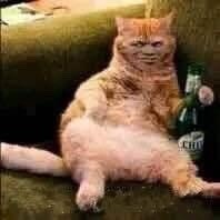 聊天斗图必备！这套魔性变脸猫表情包太上头了