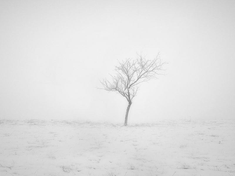 冬雪孤树电脑桌面壁纸 冬日氛围感拉满的风景壁纸