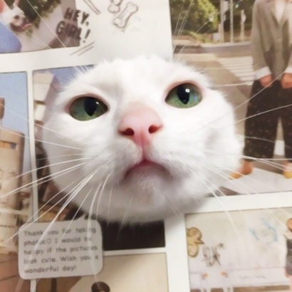 20张超萌情侣猫咪头像 抖音同款高清可爱头像合集