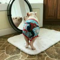 一左一右的可爱小猪情侣头像 20张真人感头像图合集