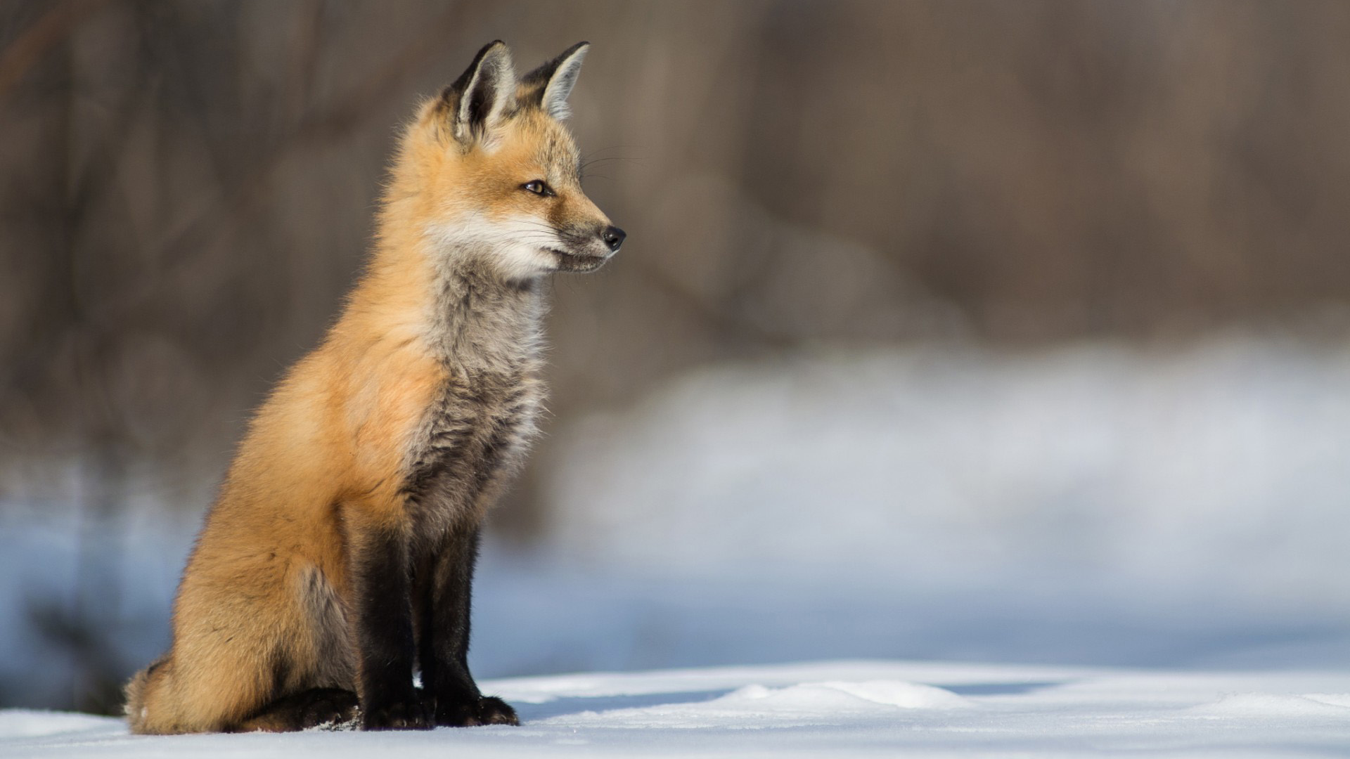 雪地小狐狸电脑壁纸｜多款高清尺寸可选