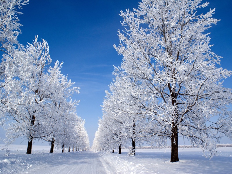 冬日雪后清晨的林间公路壁纸，氛围感拉满的电脑桌面背景