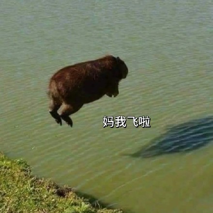 全网最全吗喽和水豚斗图表情包合集