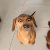 最近大家都在用的斗图表情包都在这了