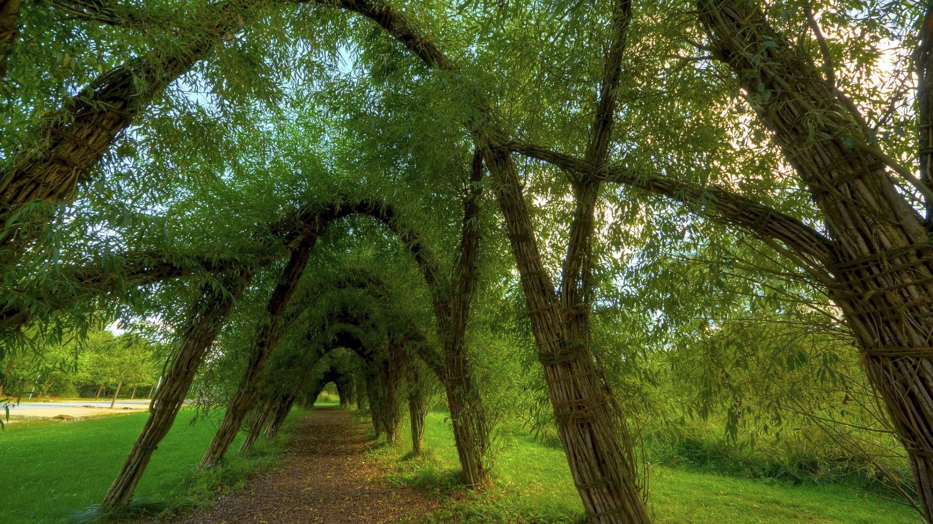 带拱形林荫道的清新风景电脑壁纸推荐