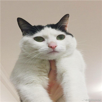 猫咪情侣头像一左一右！20张高清可爱的配对头像合集