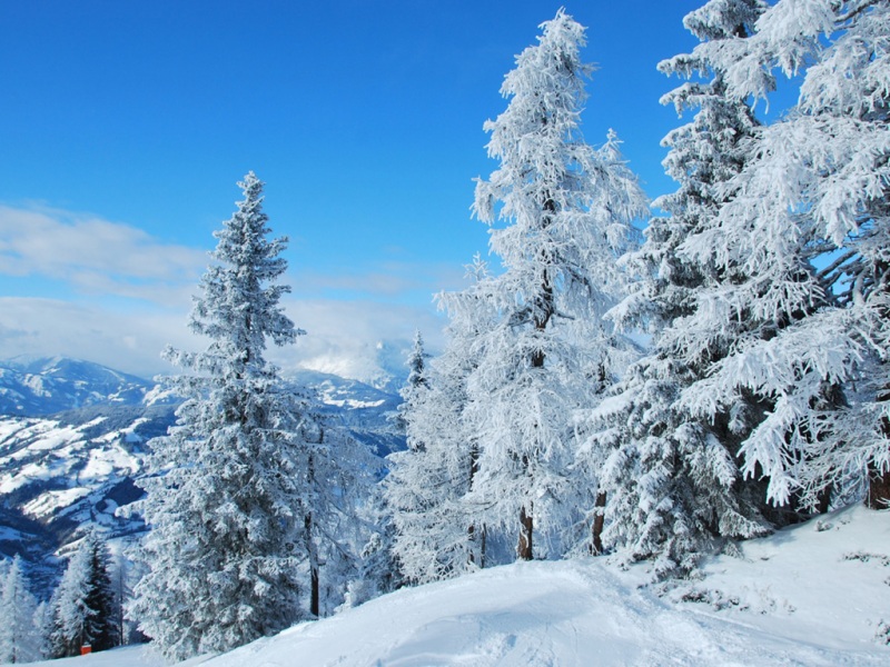 奥地利冬日森林雪地 高清电脑桌面壁纸来啦