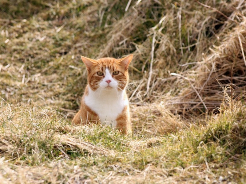 自然环境里的可爱猫咪壁纸 高清电脑桌面图都安排上了