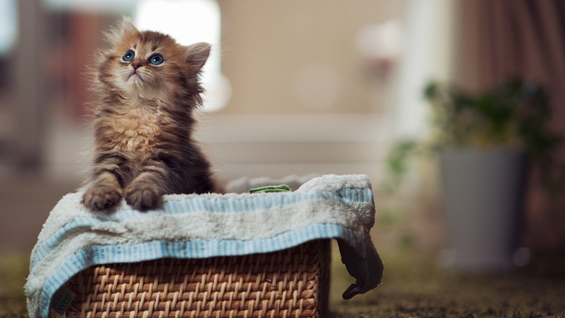猫咪抬头望镜头 带箱子的电脑桌面动漫风壁纸