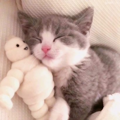 32组超萌宠物情侣头像！左右配对高清可爱款