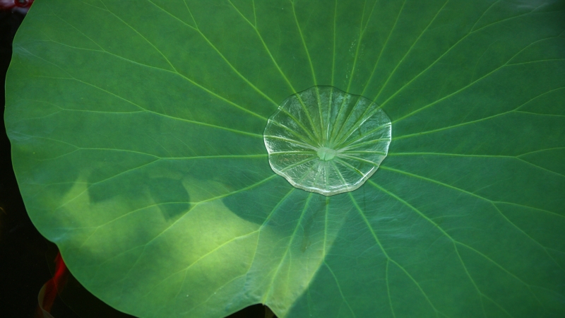 荷叶上的水珠护眼高清电脑桌面壁纸来啦