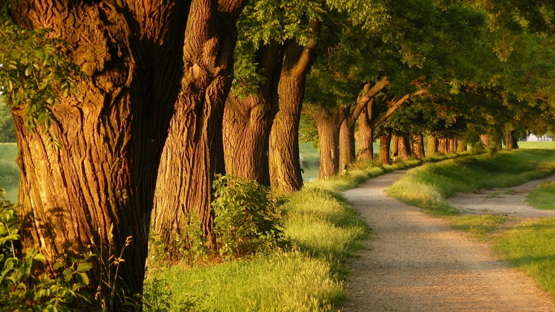 治愈感拉满！小巷公园风景电脑动漫壁纸推荐