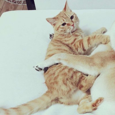 14组搞怪猫狗情侣头像 一对两张高清图来啦