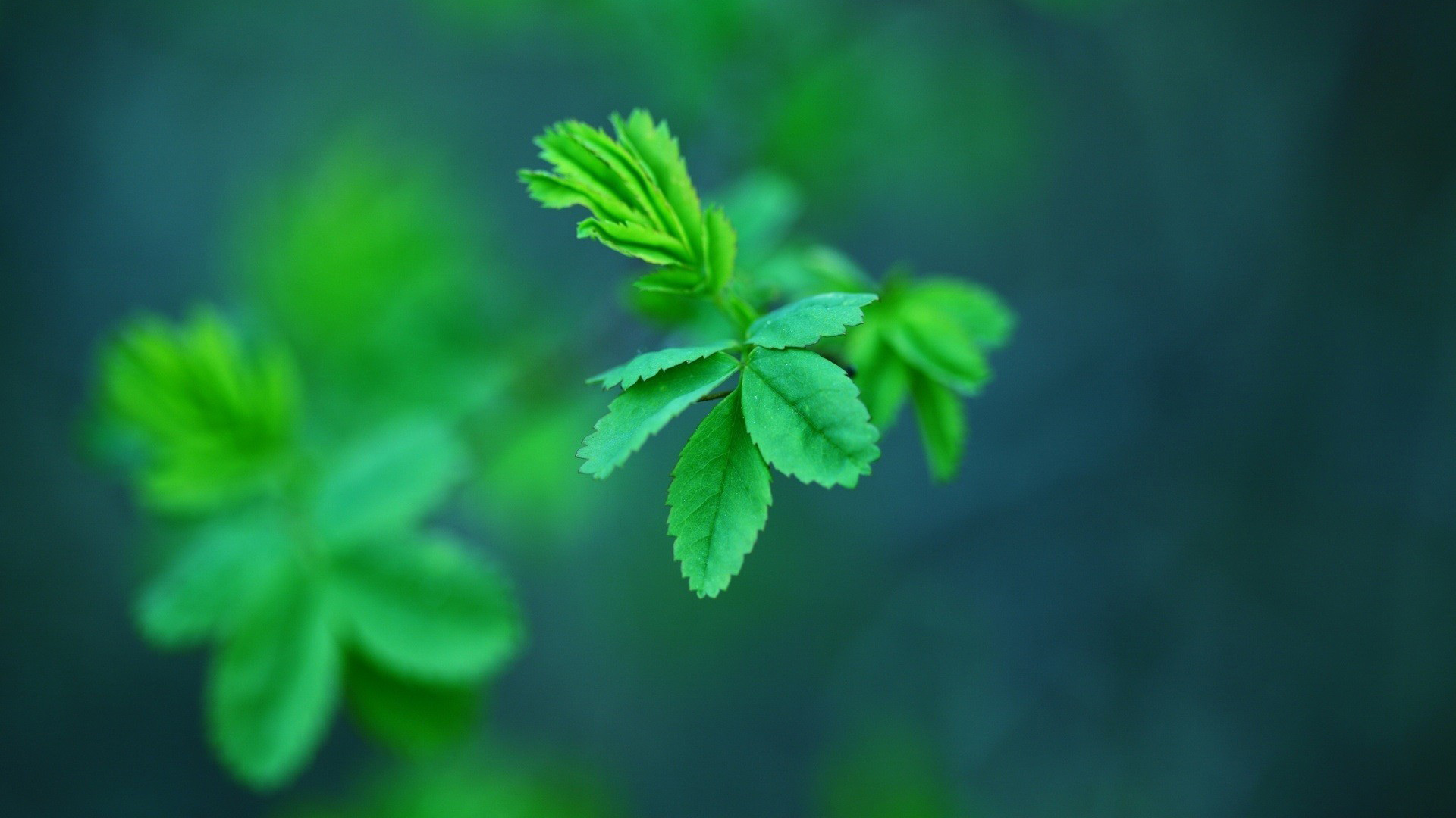 多款尺寸可选！绿色植物叶子电脑动漫壁纸分享