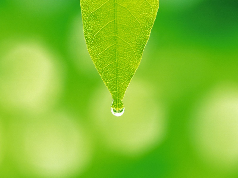 护眼又治愈！这款绿色小清新动漫桌面壁纸太适合打工人了