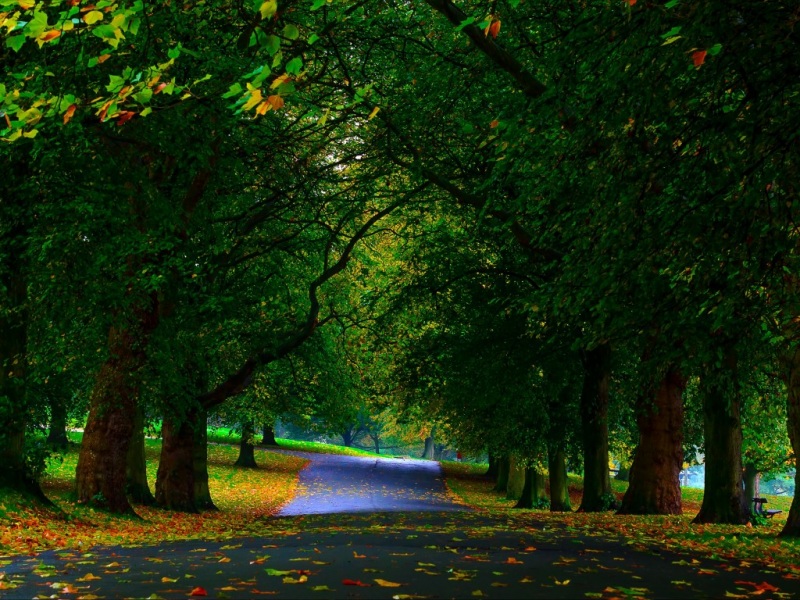 公园落叶人行道风景 高清电脑桌面动漫壁纸