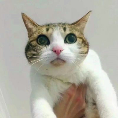 猫咪情侣头像来啦！28组高清可爱款一对两张