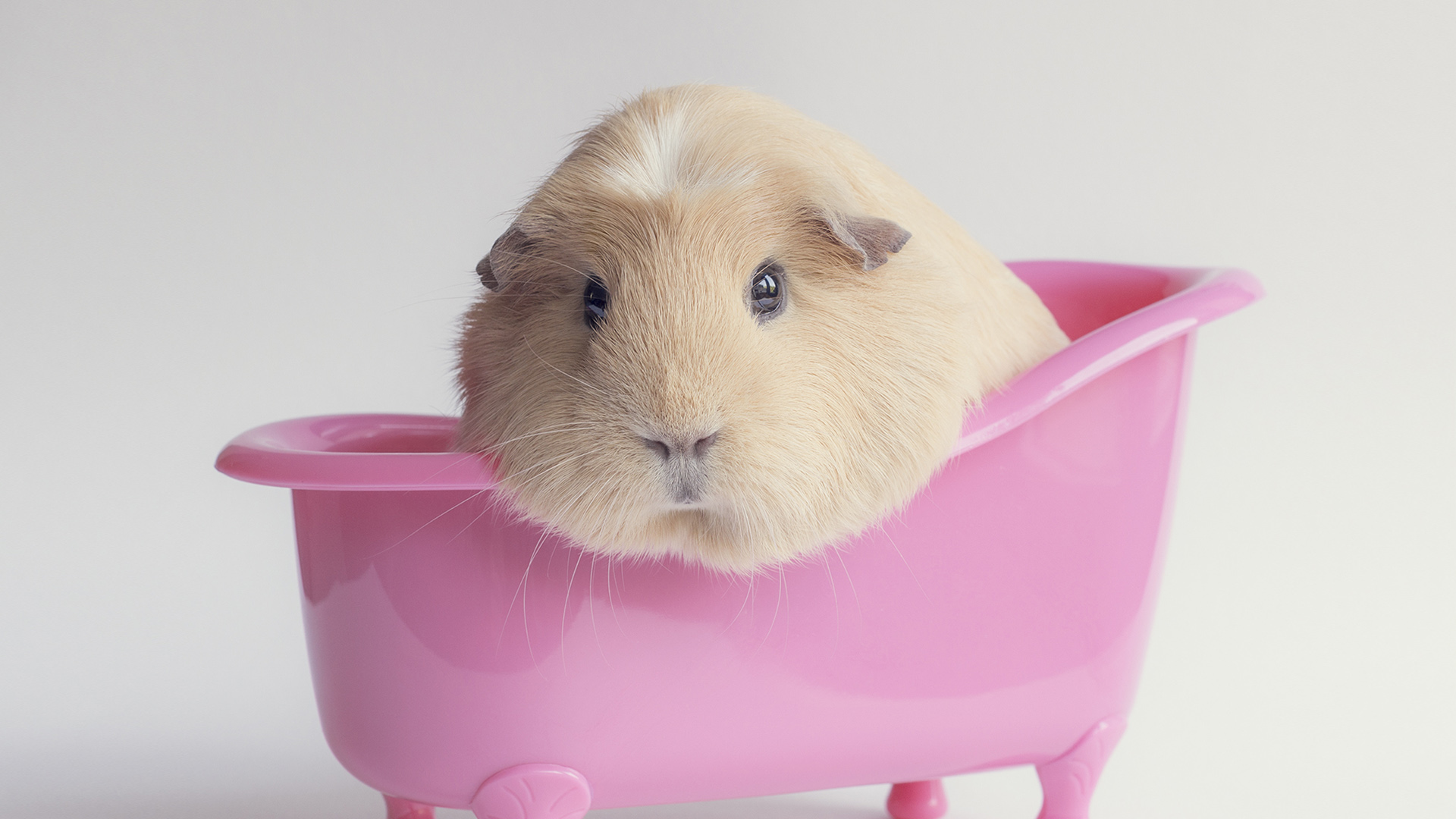 海豚在粉色浴盆里洗澡！软萌可爱动物高清壁纸