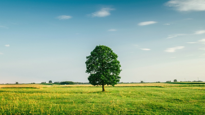 清爽治愈！天空草地单棵树的高清电脑壁纸合集