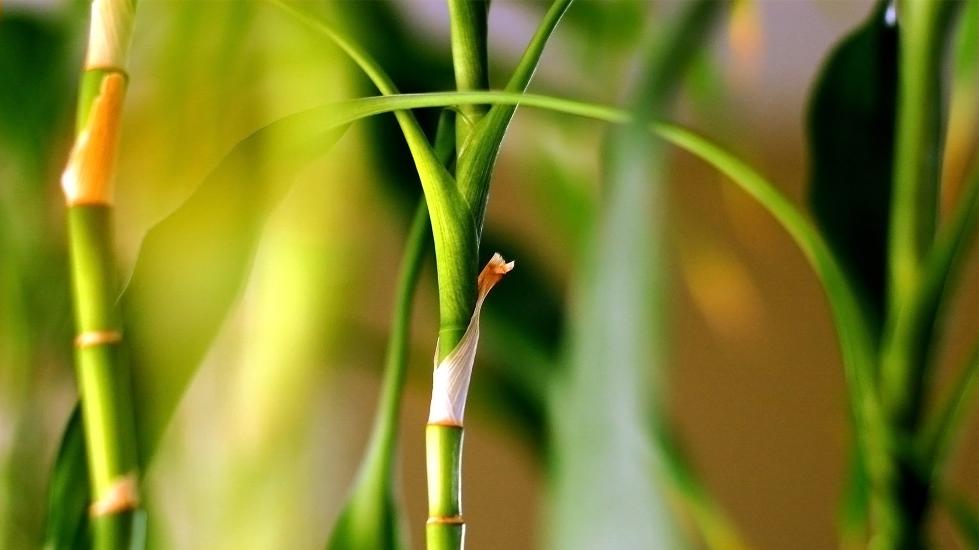 春日氛围感拉满！多款春天绿色植物电脑动漫壁纸分享