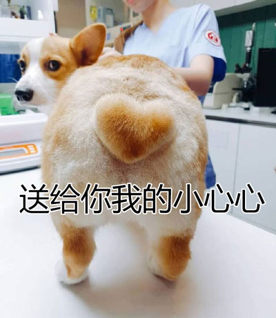 狗子版撩人小心心表情包来啦