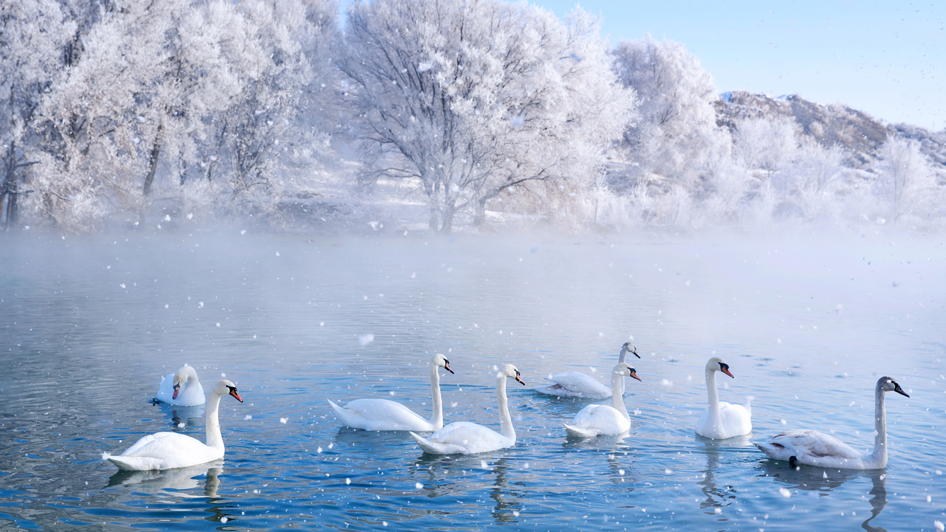 新疆伊犁天鹅泉湿地公园绝美风景壁纸上线啦