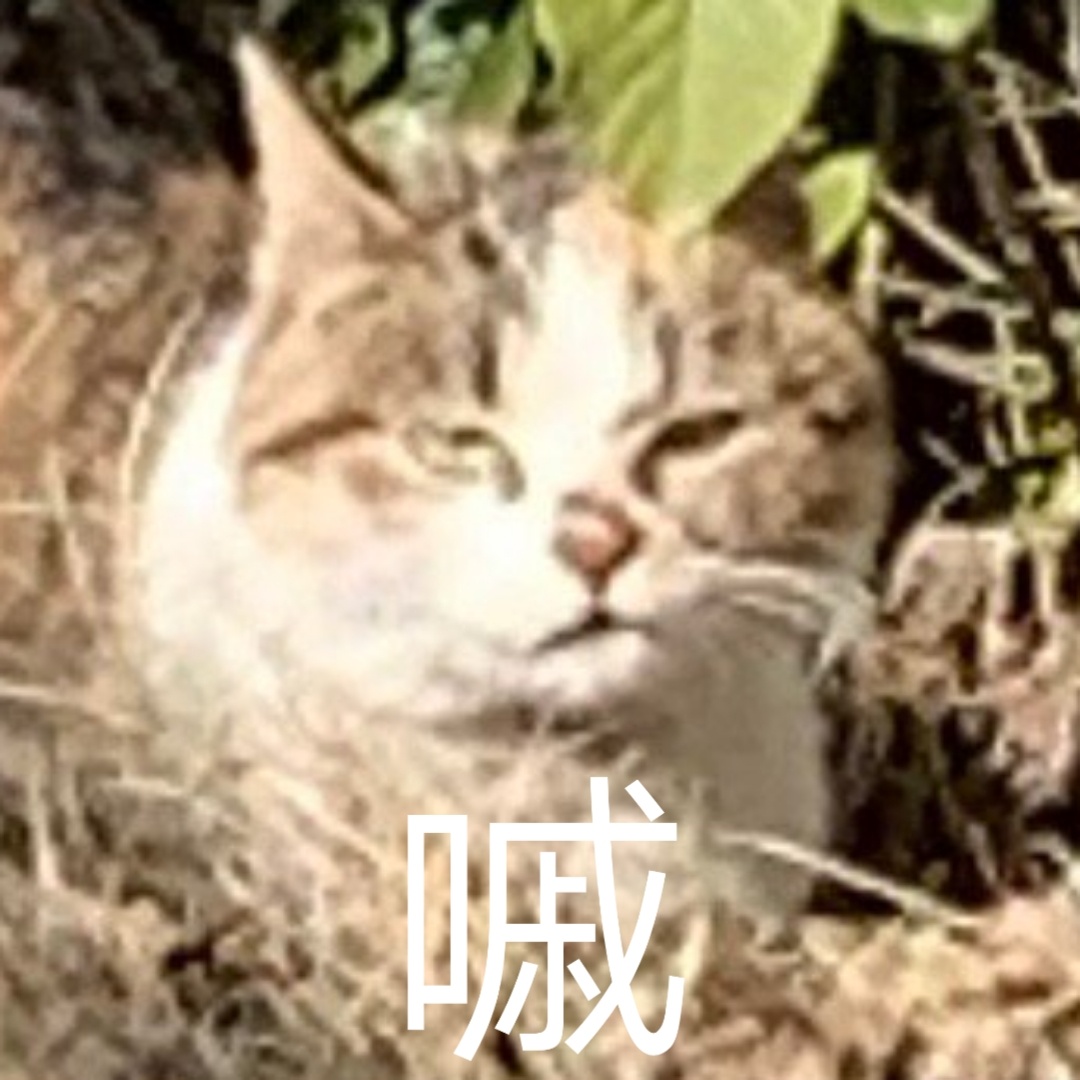 猫咪喵星人斗图表情包合集来啦