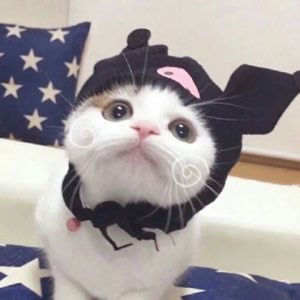 超萌猫系情侣头像！一左一右不带人高清图共14张