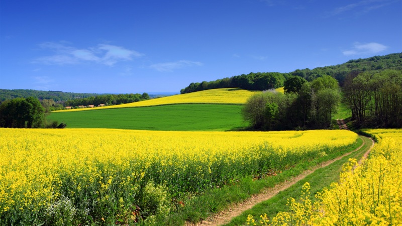 农场油菜花衬着蓝天树林的治愈风景壁纸来了