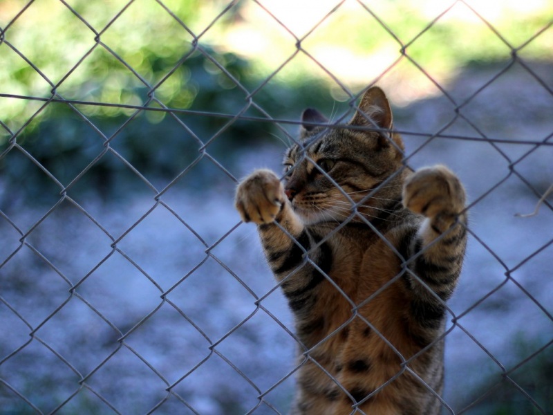 多款带胡须爪子栅栏的治愈猫猫电脑壁纸_高清动物壁纸