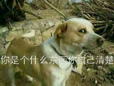狗狗怼人表情包来啦！放话要和你battle谁更会怼