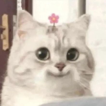 刷到就存！超治愈可爱微笑小猫斗图表情包合集