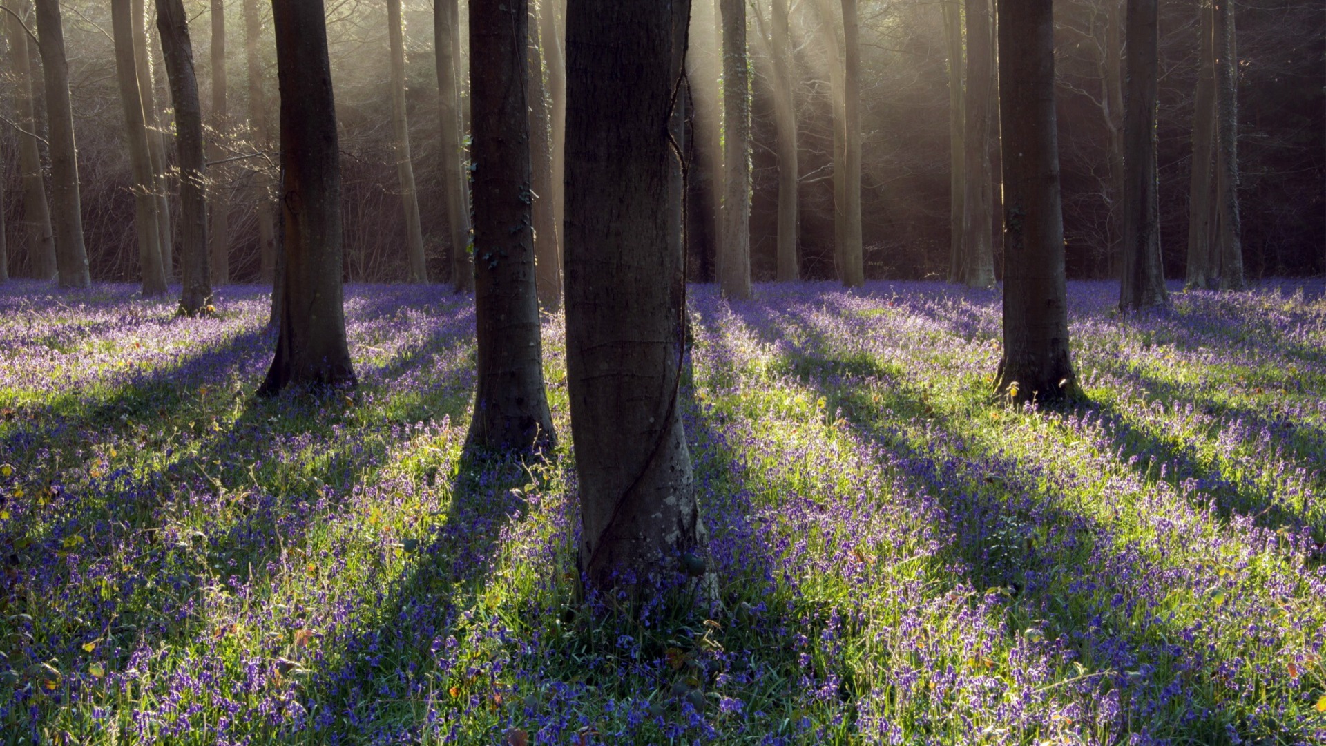 森林树木鲜花阳光主题电脑桌面壁纸上新啦