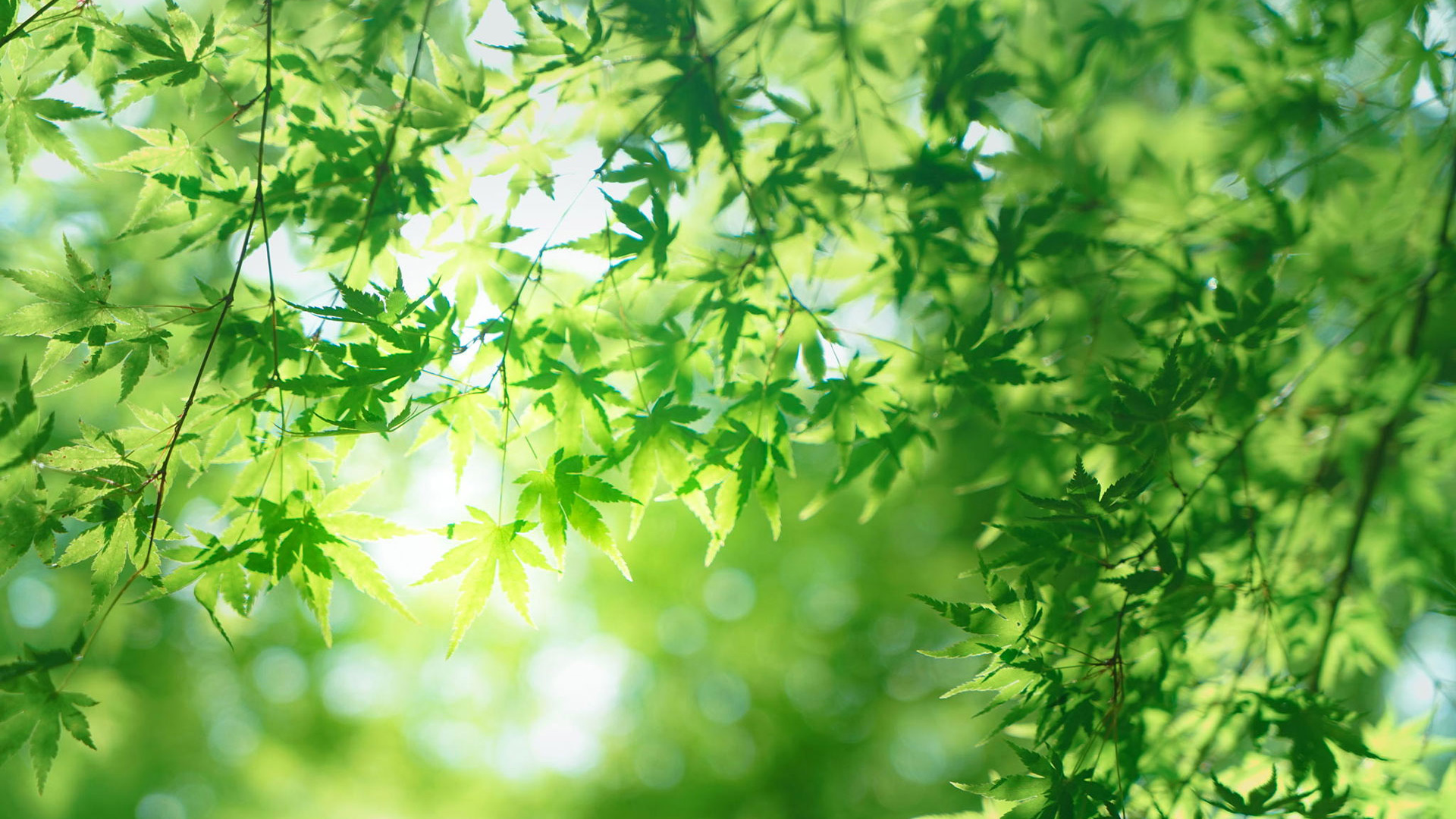 治愈系绿叶子阳光壁纸 适配多款电脑屏幕尺寸