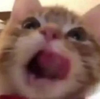 歪嘴猫猫表情包合集来啦