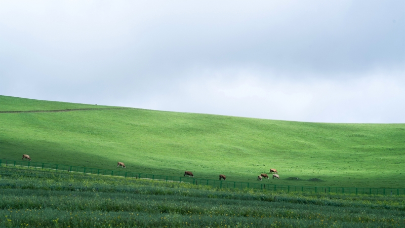 绿色草原牛群风景电脑桌面动漫壁纸分享
